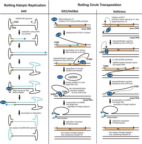 Rolling Circle Replication