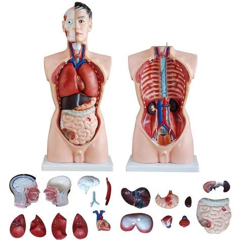 Image result for Male Reproductive System Torso Model