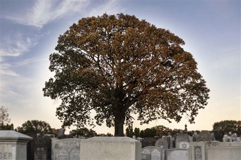 Photo Gallery | Mount Lebanon Cemetery