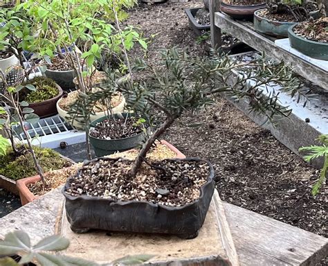Japanese Plum Yew— Cephalotaxus - Bonsai Akira