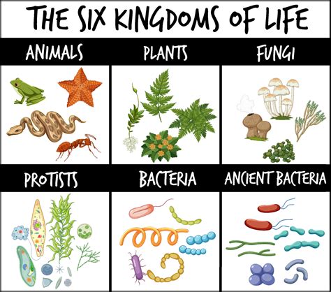 The six kingdoms of life 6770996 Vector Art at Vecteezy