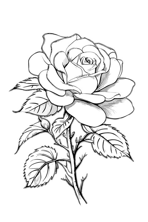 Rose coloring page – Artofit