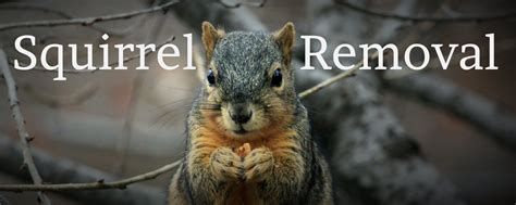 How To Get Rid Of Squirrels In Michigan Tips