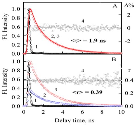 Investigation of α-Synuclein Amyloid Fibrils Using the Fluorescent ...
