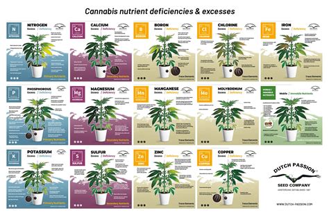 Cannabis Deficiency Chart