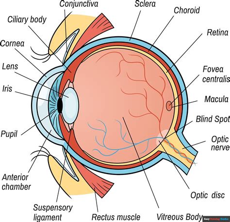 Image result for Drawing Human Eye Tutorial
