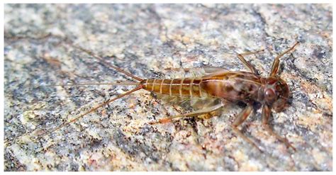 Mayflies (Ephemeroptera) and Their Contributions to Ecosystem Services
