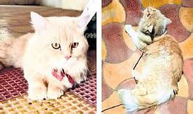 Nalgonda police send cat hair for forensic test in ownership dispute