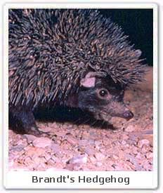 Brandt's Hedgehog, Brandt's Hedgehog in India, Brandt's Hedgehog in ...