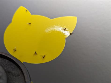 Small flying bugs that are attracted to light. Showed up suddenly, not ...