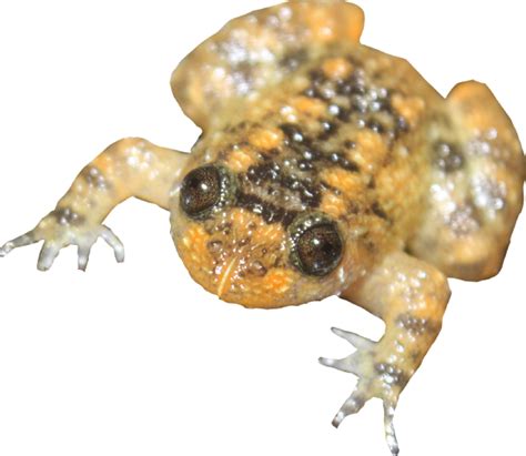 Tune In For A Frog Orchestra! | Nature inFocus