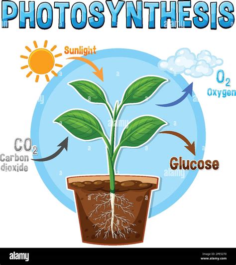 Diagram of Photosynthesis for biology and life science education illustration Stock Vector Image ...