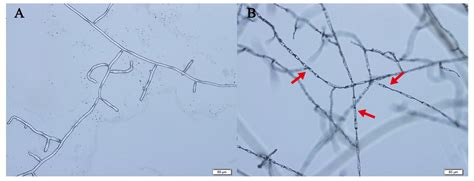 Integrative Genomics and Bioactivity-Guided Isolation of Novel ...