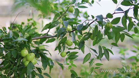 青枣图片 青枣树图片 目前最好的大青枣品种 - 鲜淘网