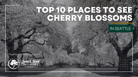Top 10 Places To See Cherry Blossoms In Seattle This Spring