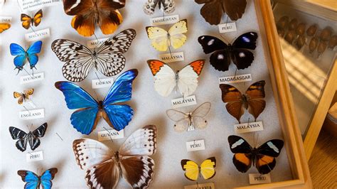 4-H Virtual Insect Collection 的图像结果