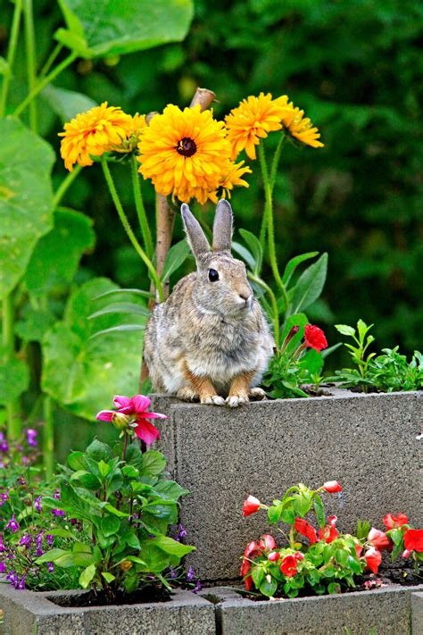 How to Keep Rabbits Out of Your Garden | Rabbit repellent, Plant cages ...