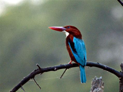 National Chambal Gharial Wildlife Sanctuary - Uttar Pradesh: Get the ...