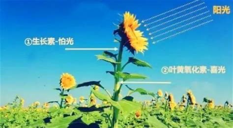 向日葵跟着太阳转怎么转回来 —【发财农业网】