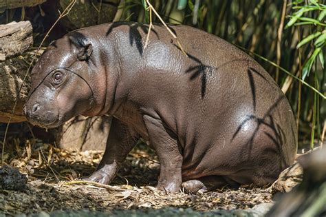 Definitive Guide To Pygmy Hippopotamus Facts, Habitat, Conservation ...
