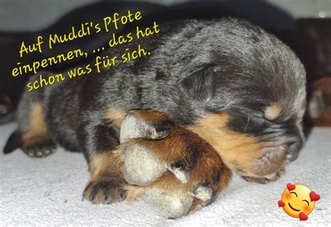 Rassehunde Rottweiler Kleinanzeigen | Rassehunde Rottweiler Annoncen ...