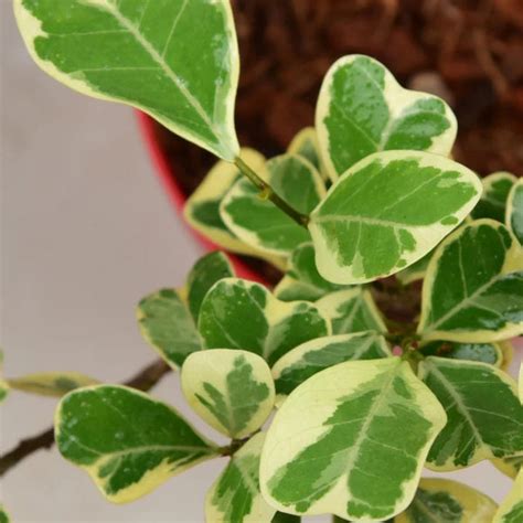 Shop Ficus Triangularis Variegata Plant online | Unlimited Greens ...