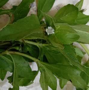 White karisalankanni/Bhringraj Fresh Bringraj/Bhangra Bhringraj/False ...