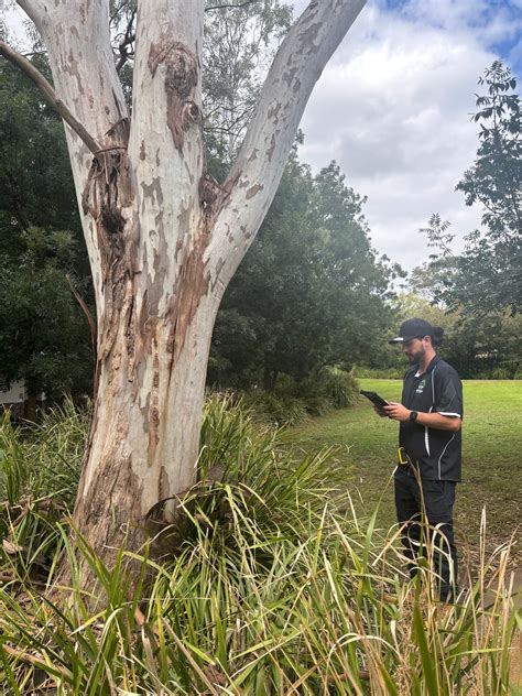 Arborist Reports Sydney | Council-Ready Level 5 Reports | Sydney ...