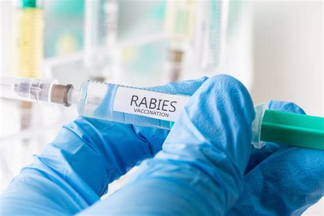Why are people dying of rabies in India despite vaccination? - The ...