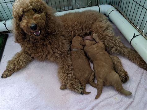 Labradoodle / Lagroodle - Darra - PetsForHomes
