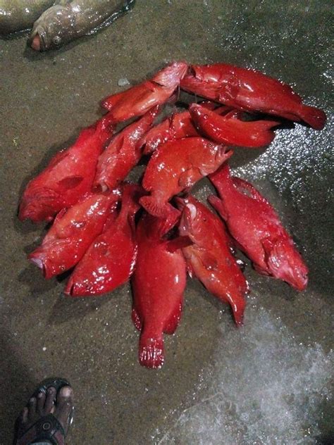 FLY OCEAN SEAFOODS - Export and Import - Colachel | Vkno - We Know