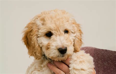 Image result for Cockapoo Problems