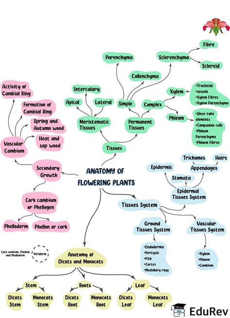 Mind Map: Anatomy of Flowering Plants - Biology Class 11 - NEET PDF ...
