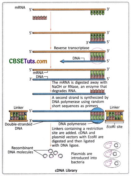 DNA Library Process 的图像结果