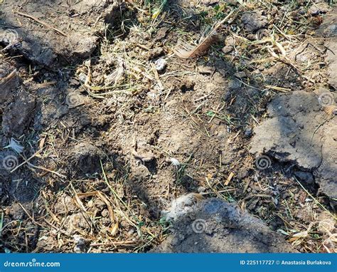 Ground with Chicken Manure, Chicken Dung Organic Fertilizer Stock Image ...