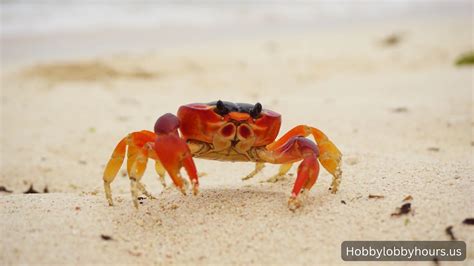 Find Out Do Crabs Have Eyebrows