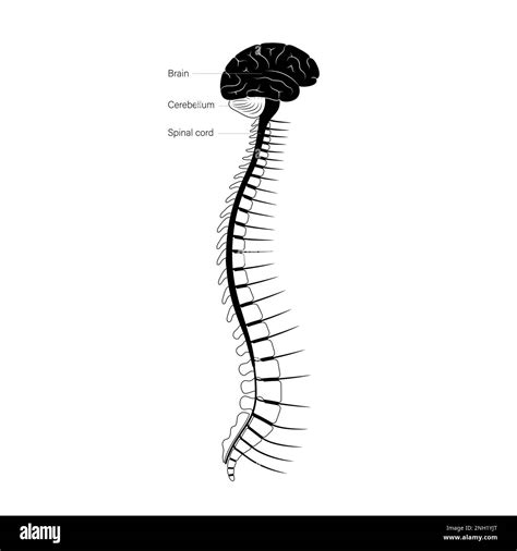 Spinal cord Black and White Stock Photos & Images - Alamy