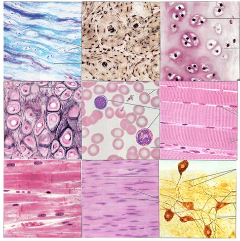 Image result for Different Tissues Under Microscope