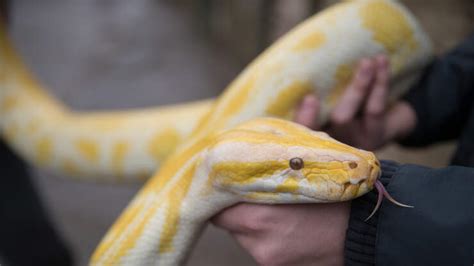 Image result for 40-Foot Python