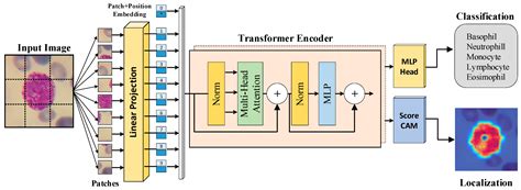 An Explainable Vision Transformer Model Based White Blood Cells ...