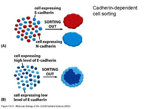 Image result for Adhesion Cell Sorting