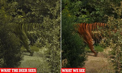 🔥 Tigers usually appear orange to humans because most of us are trichromats, however, to deer ...