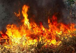 Image result for Black Forest Fire