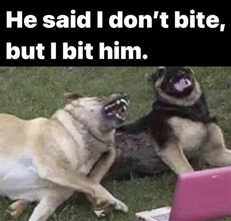 Laughing Dog Meme