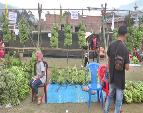 Farmers celebrate Banana festival in Manipur, hope to promote banana ...