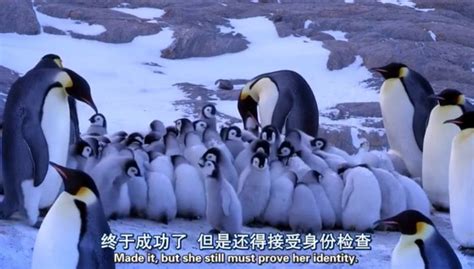 2022奥玛鲁蓝企鹅保护中心游玩攻略,在海边，是个企鹅保护中心，...【去哪儿攻略】