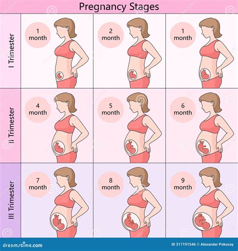 9 Month Pregnancy Stages