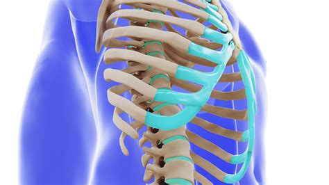 Floating Rib Syndrome Mayo Clinic Ask The Mayo Mom Podcast: Chest Wall