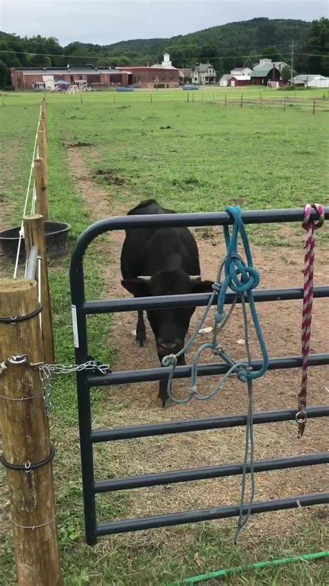 Buckheit Funeral Chapel and Crematory, Inc. - Home