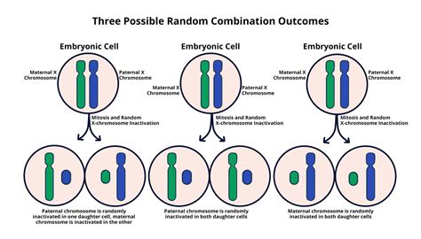 Phases Of X Inactivation
